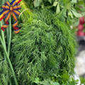 Mărar verde românesc Calitatea I, proaspăt și aromat, recoltat din grădini locale românești