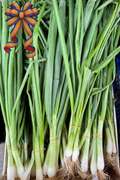 Ceapă verde românească proaspătă calitatea I, cultivată local în Băleni-Sârbi, fire lungi și fragede