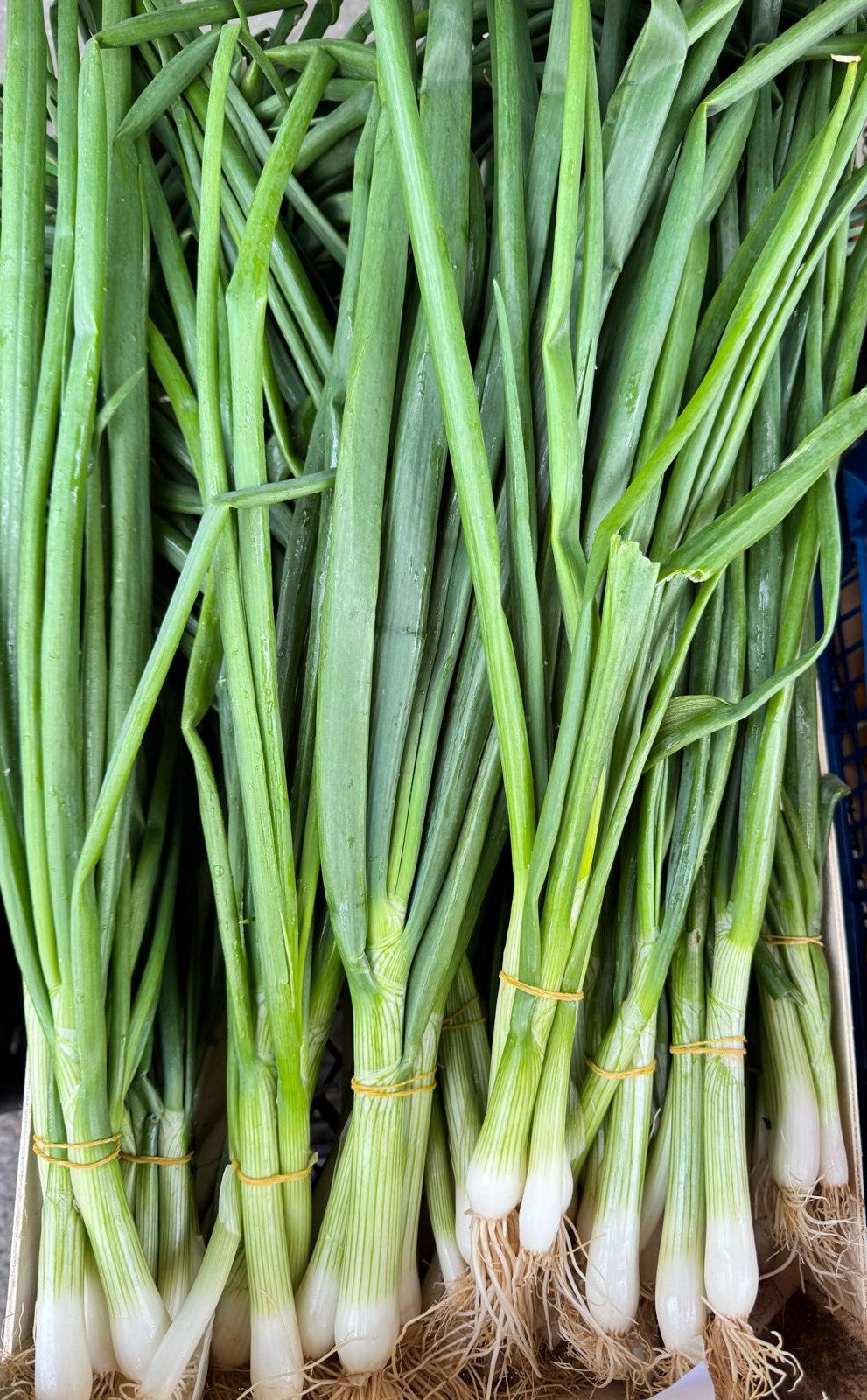 Ceapă verde proaspătă românească, ideală pentru salate și preparate tradiționale