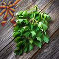 Leuștean verde românesc Calitatea I, proaspăt și aromat, recoltat de la producători locali
