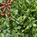 Pătrunjel verde românesc Calitatea I, recoltat proaspăt de la producători locali. Bogat în vitamina C și antioxidanți. Legătură proaspătă, frunze verzi intense."
Alt text: „Pătrunjel verde românesc Calitatea I, proaspăt și aromat, recoltat de la producători locali