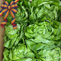 Salată verde românească Calitatea I, căpățâni proaspete și crocante, cultivată local în sol românesc